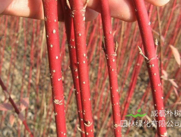 红瑞木为什么抗二氧化硫？