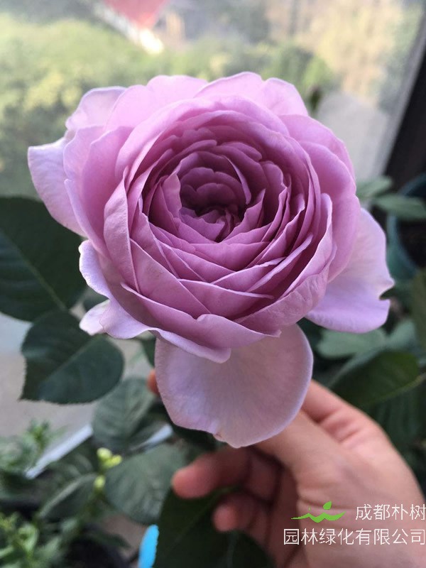 蓝暴月季为什么掉叶子然后死掉？