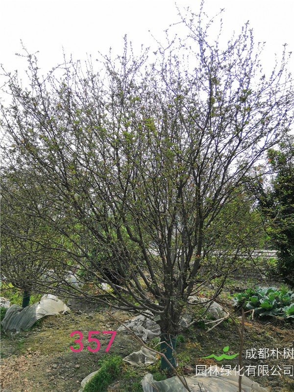 北美海棠什么时候开花？