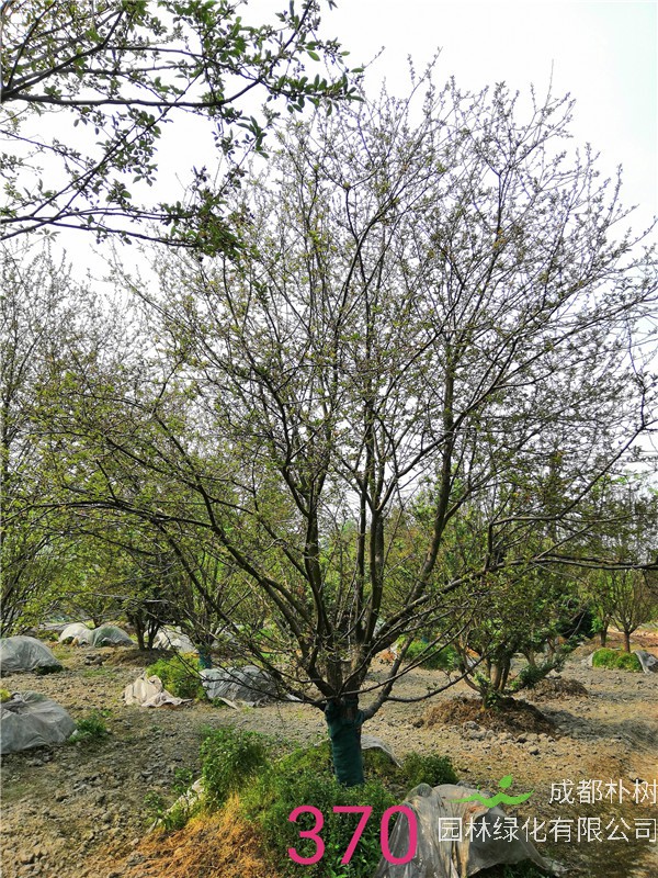 北美海棠哪个品种最好？