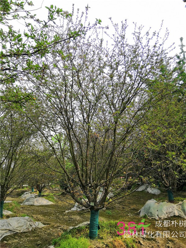 北美海棠的前景如何？