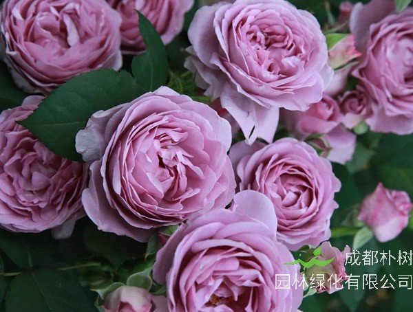 蓝暴月季如何修剪最好看？