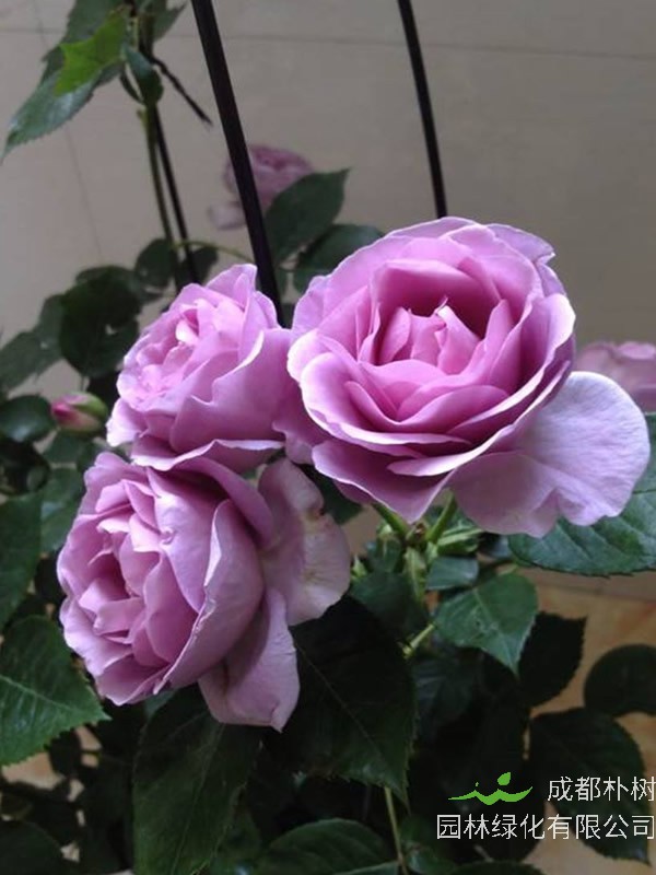 蓝暴月季是藤本还是灌木植物？