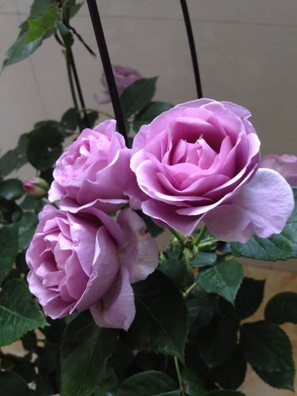 蓝暴月季是藤本还是灌木植物？