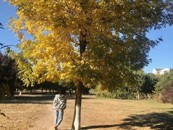 杜仲树图片大树，杜仲树图片开什么花？