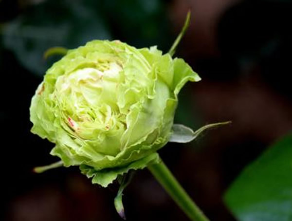 绿星月季优缺点有哪些？