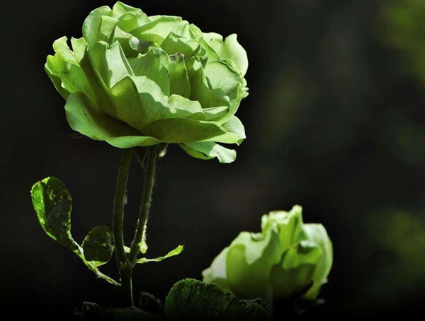 绿星月季如何养最好看？