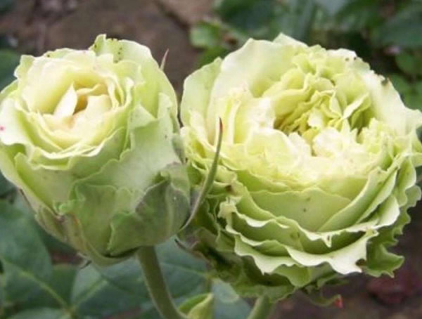 绿星月季是藤本植物吗？