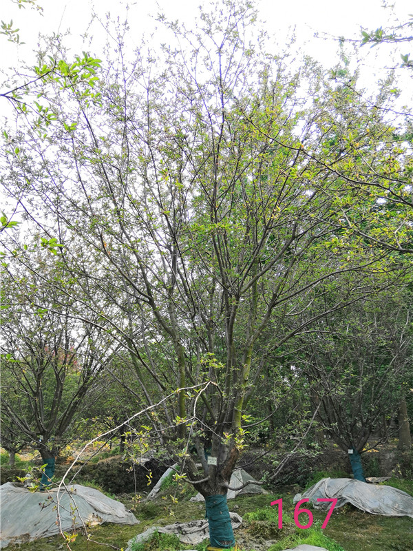 北美海棠什么样？