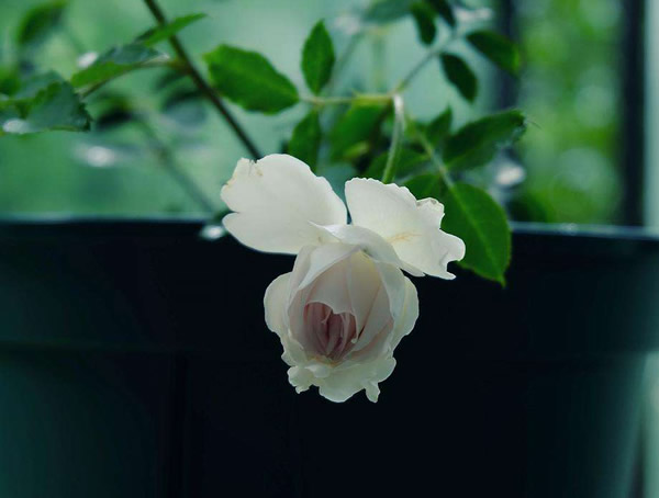 路西法月季的优缺点有哪些？