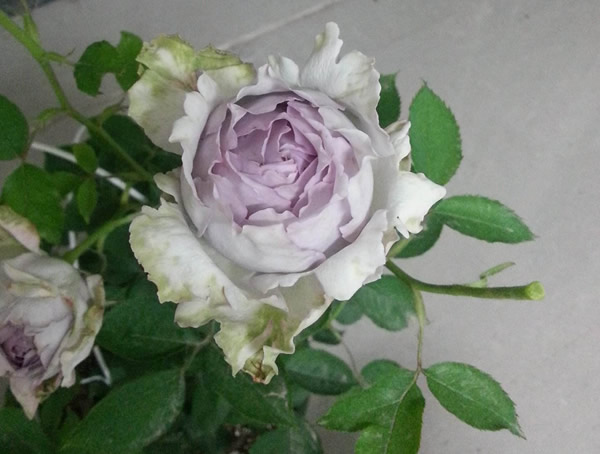 路西法月季扦插方法是怎样的？