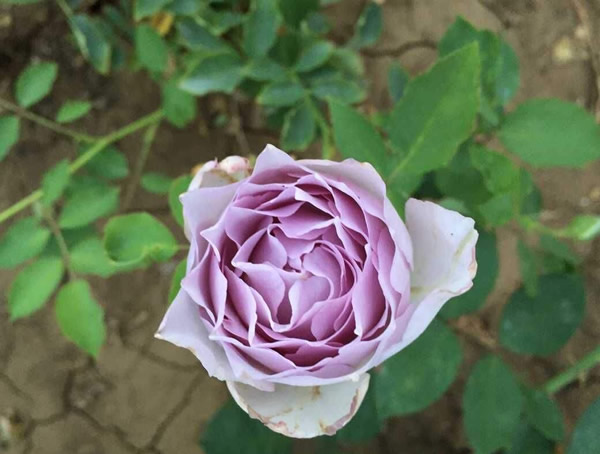 路西法月季为什么打不开花苞？