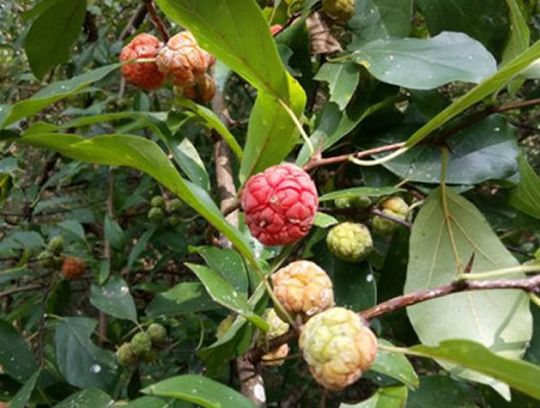 拓树根的功效与作用有哪些？