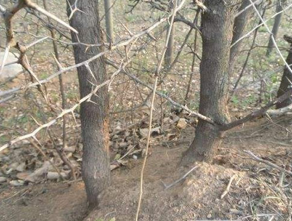 拓树的主要价值有哪些？