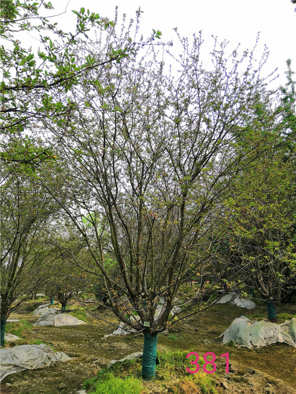 北美海棠的前景如何？