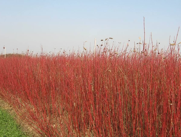 红瑞木果实的药用价值有哪些？能够吃么？