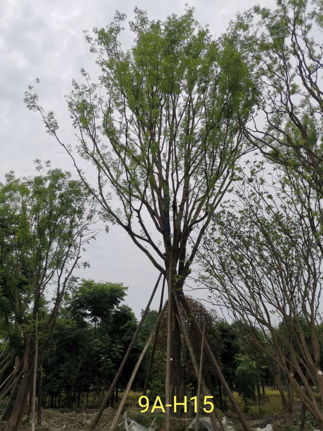 哪里有黄连木？