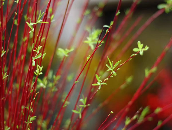 红瑞木的种植技术详解
