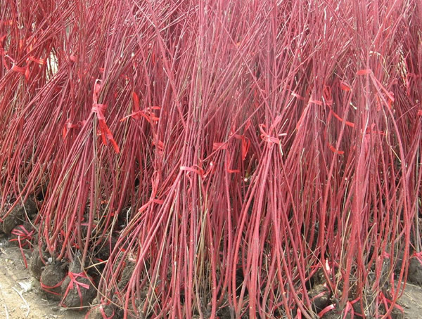 红瑞木是什么植物？有哪些特点？