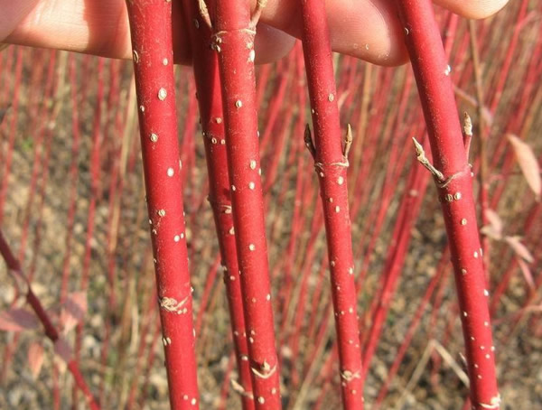 红瑞木为什么抗二氧化硫？