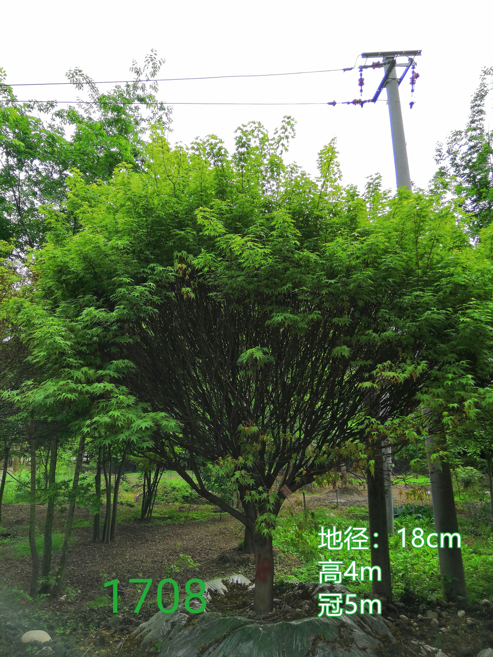 鸡爪槭如何修剪？