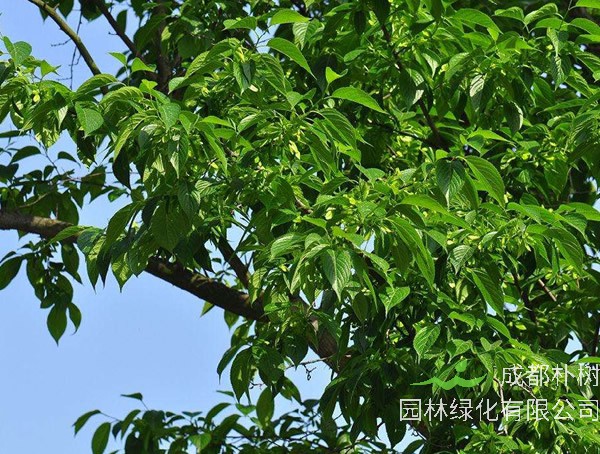 杜仲树图片大树，杜仲树图片开什么花？