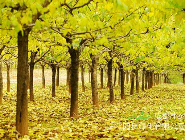 杜仲树图片大树，杜仲树图片开什么花？