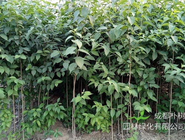 杜仲树图片大树，杜仲树图片开什么花？