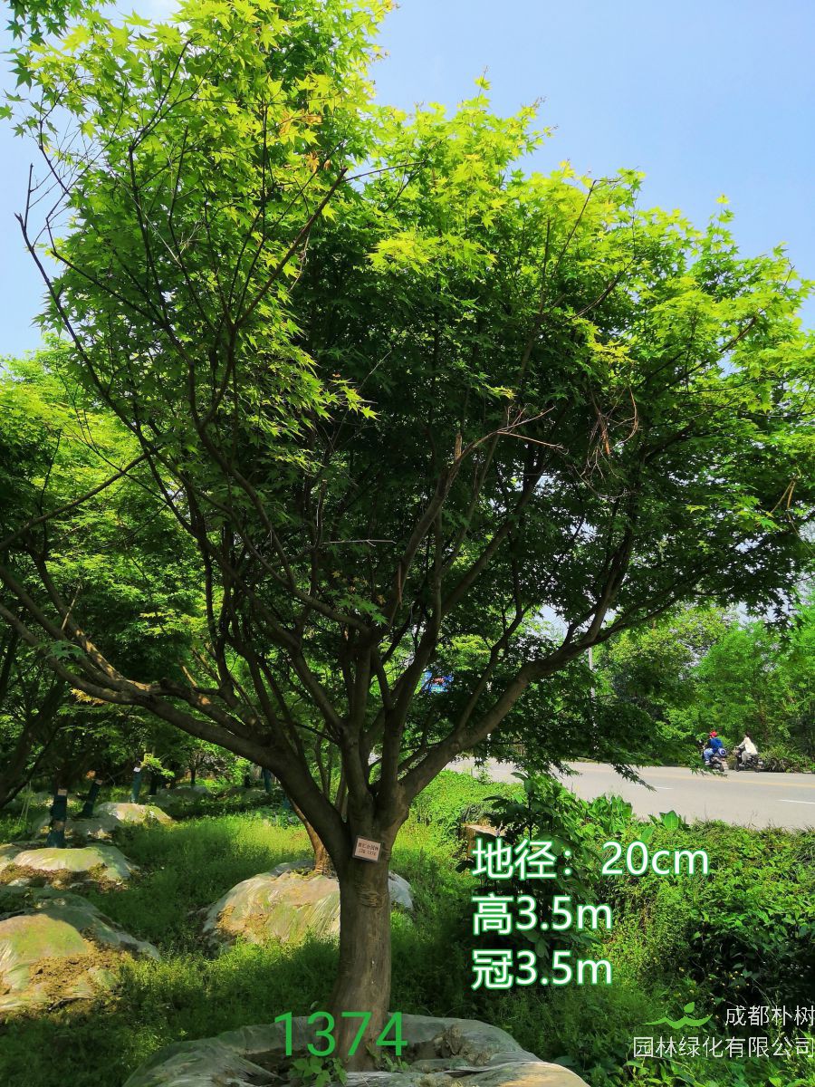 鸡爪槭有哪些病虫害？