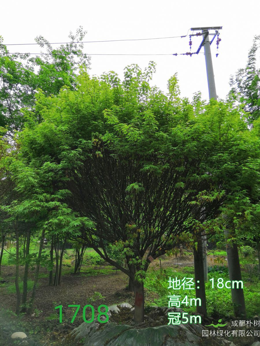 鸡爪槭如何修剪？