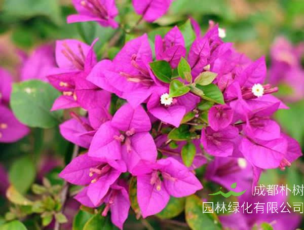 三角梅的养殖方法和注意事项有哪些？怎么养护开花最好看？