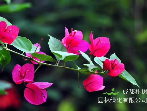 艳丽的三角梅在北方冬天怎么过冬？