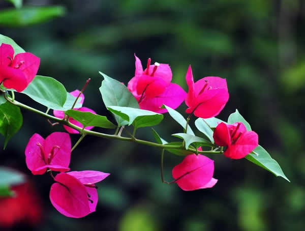 艳丽的三角梅在北方冬天怎么过冬？