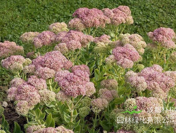 长药八宝的药用价值有哪些？