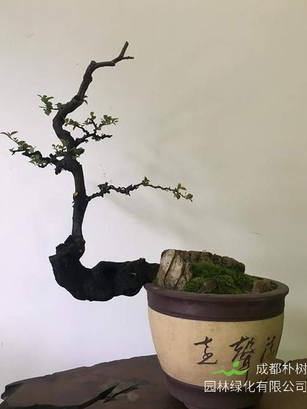 黑塔子树盆栽的养护要点有哪些？