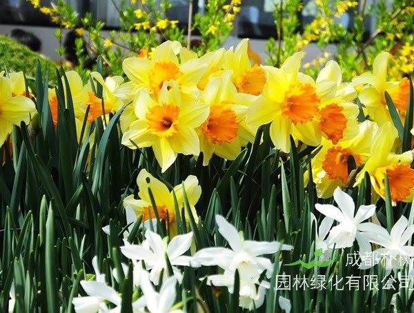 洋水仙的养殖方法有哪些？