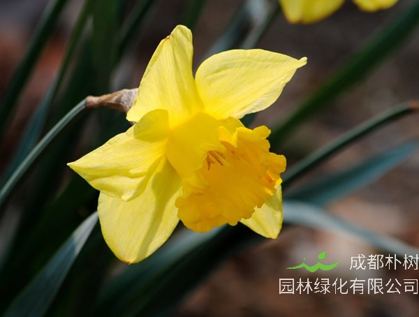 洋水仙在开花后要怎么处理比较好？