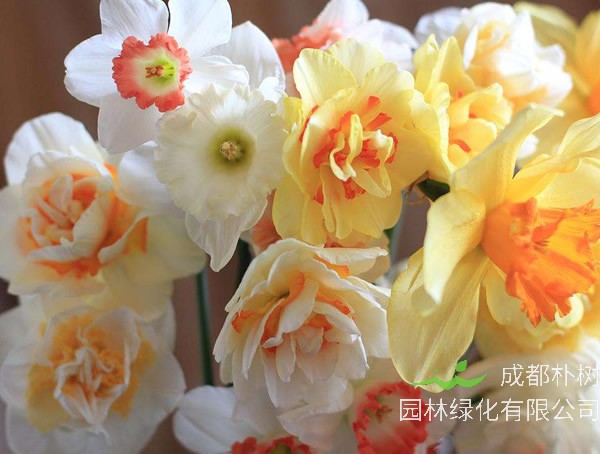 开花后的洋水仙如何起球？