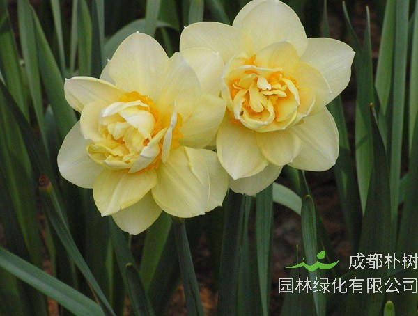 洋水仙有毒吗？能够食用么？