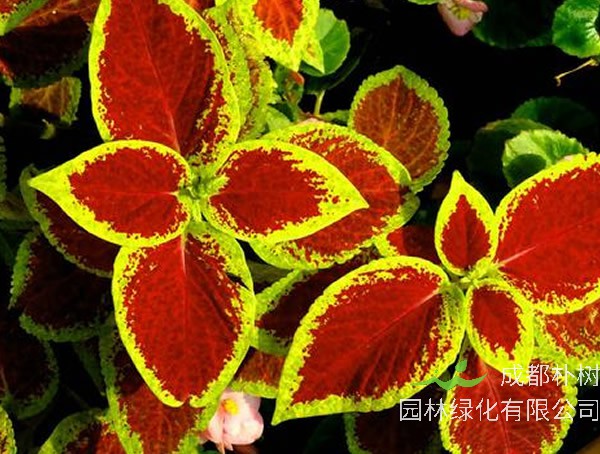 五彩苏有毒吗？能够吃吗？