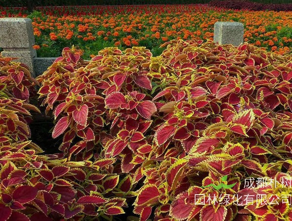 五彩苏的药用价值有哪些？