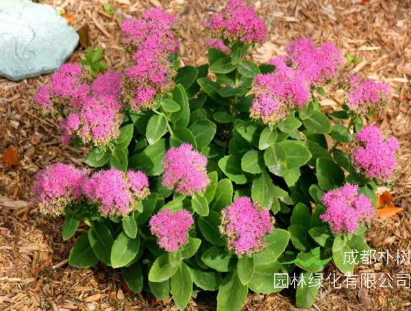 长药八宝的养殖方法和注意事项有哪些？