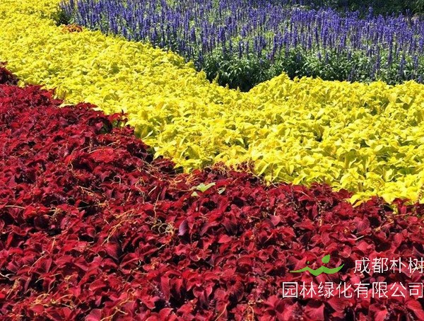 五彩苏的养殖方法和注意事项有哪些？