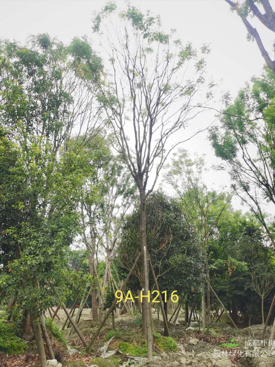 黄连木怎么样？