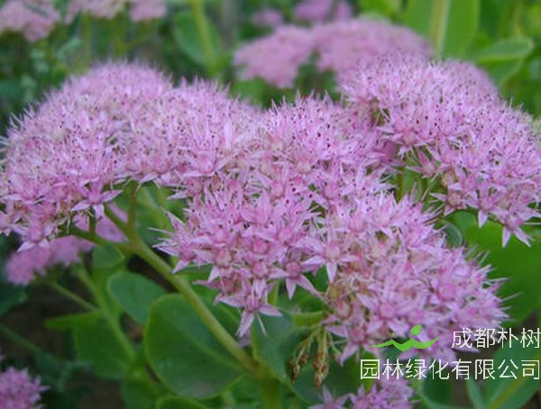 长药八宝有毒吗？可以养在室内吗？