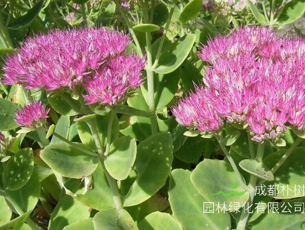 长药八宝为什么不开花？