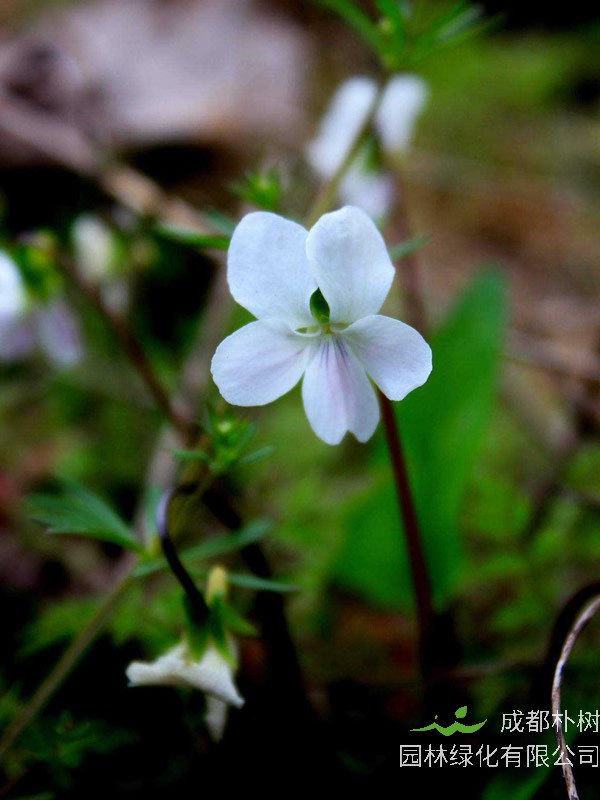 白花地丁的功效与作用有哪些？