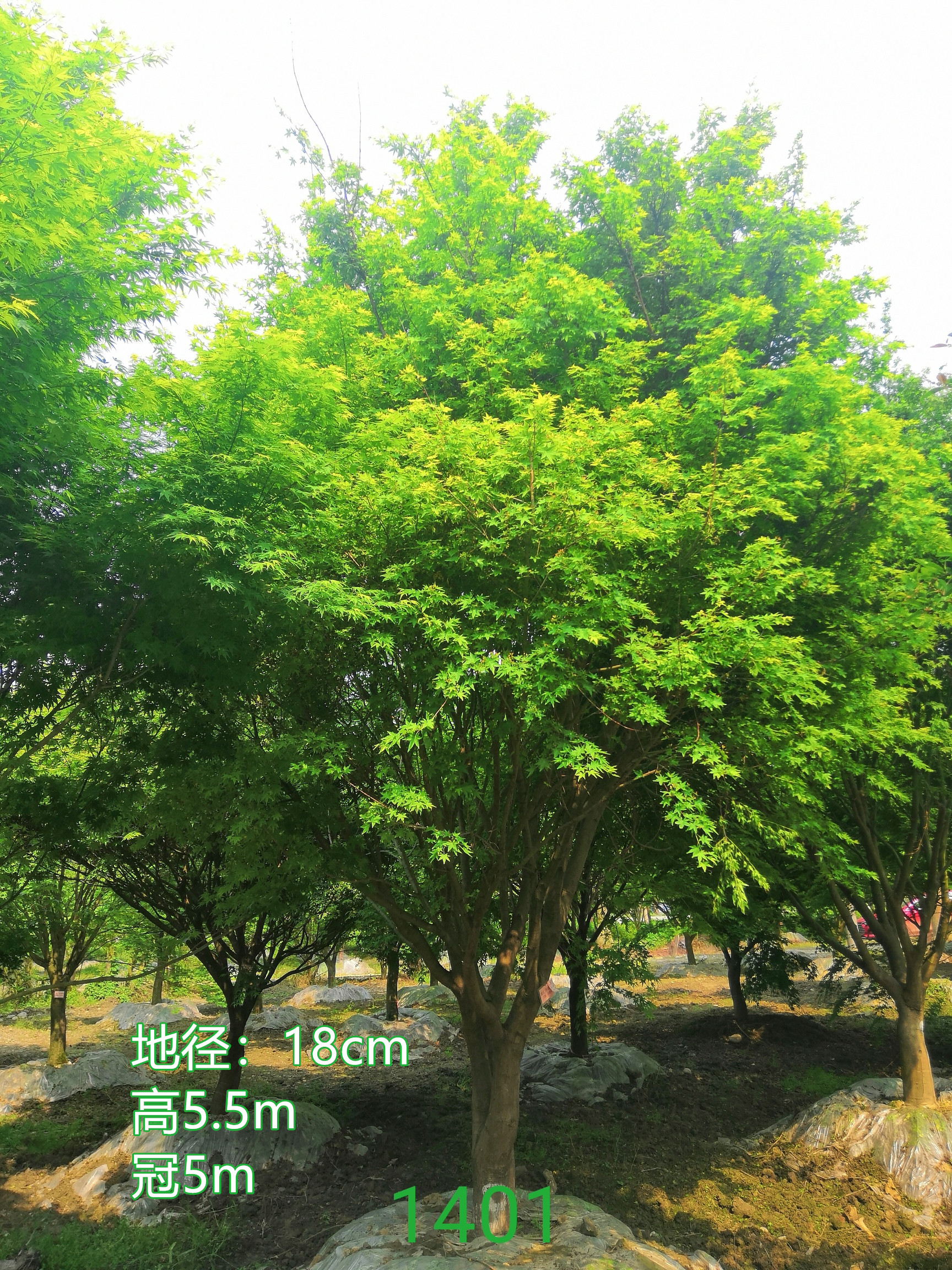 鸡爪槭怎么样？