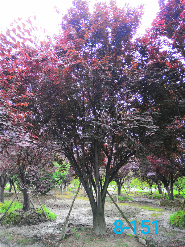 红叶李哪里有？