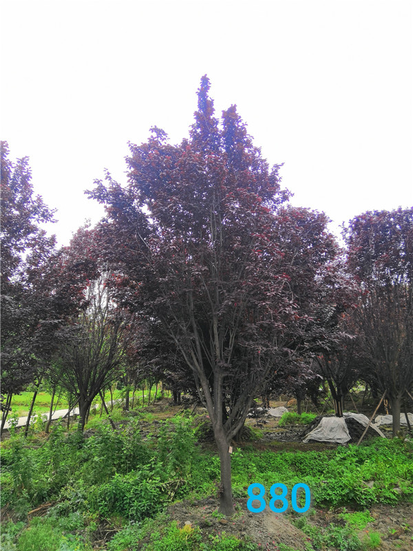 红叶李果实功效是怎么样的？